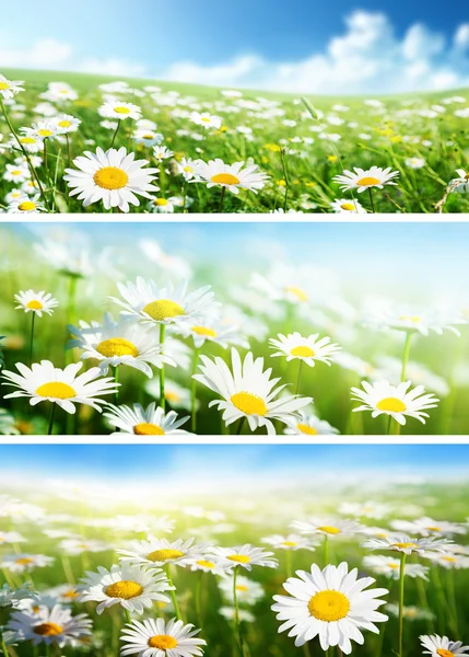 Banners of spring fields of daisy flowers