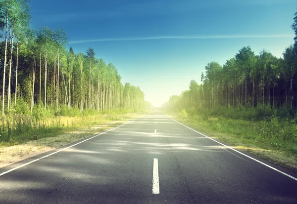 Road in summer forest