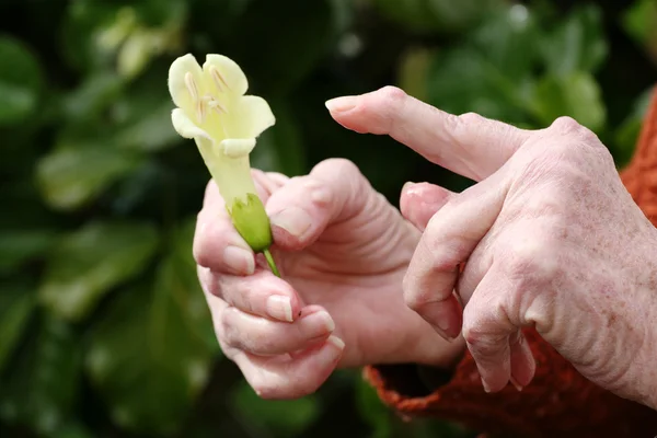 Arthritic hand holding a flower