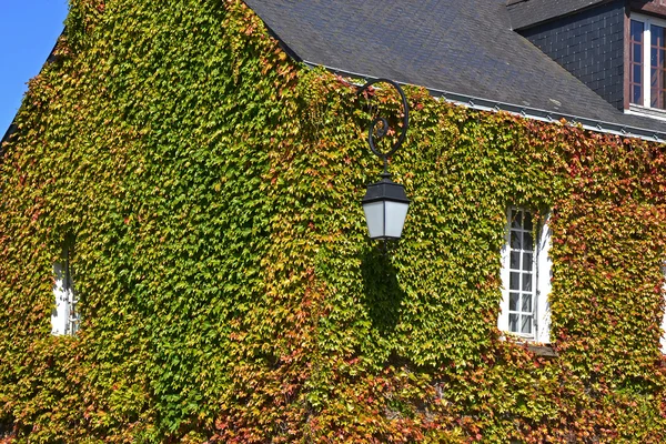 House wall full of ivy