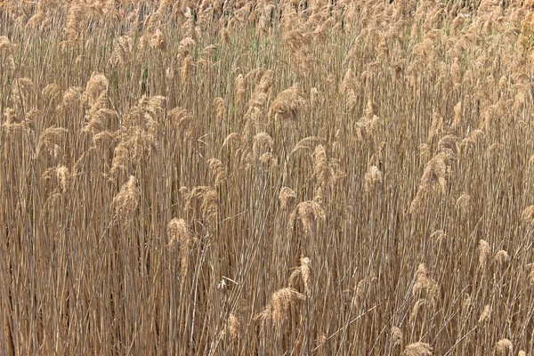 Reed cane field as background