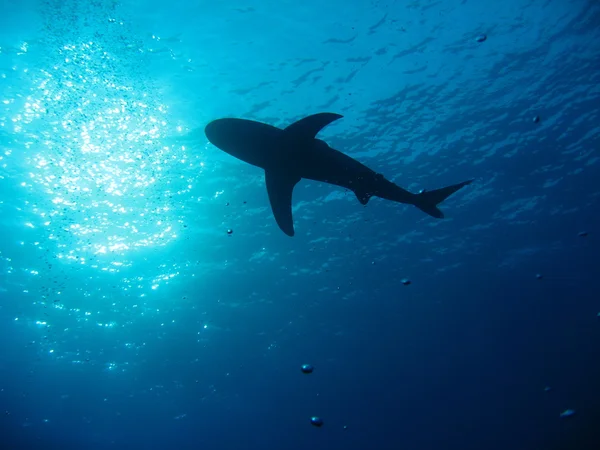 Deep under the ocean, looking up towards a shark