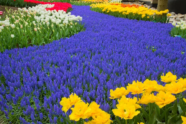 Blue river of flowers in holland garden