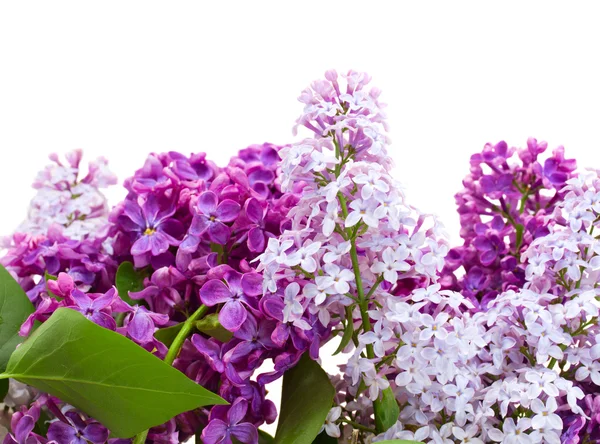 Border of fresh  lilac flowers