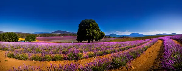 Panoramic view of lavender fields