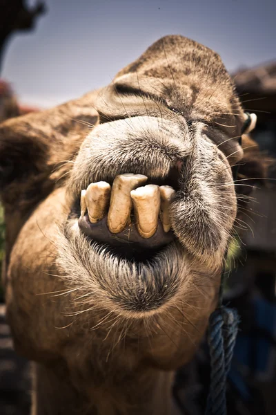 Humorous camel with bad teeth