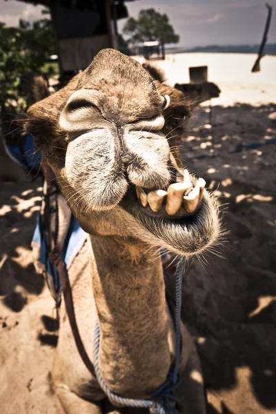 Camel grinding its teeth