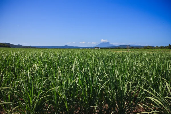 Wheat field growing under a clear blue sky