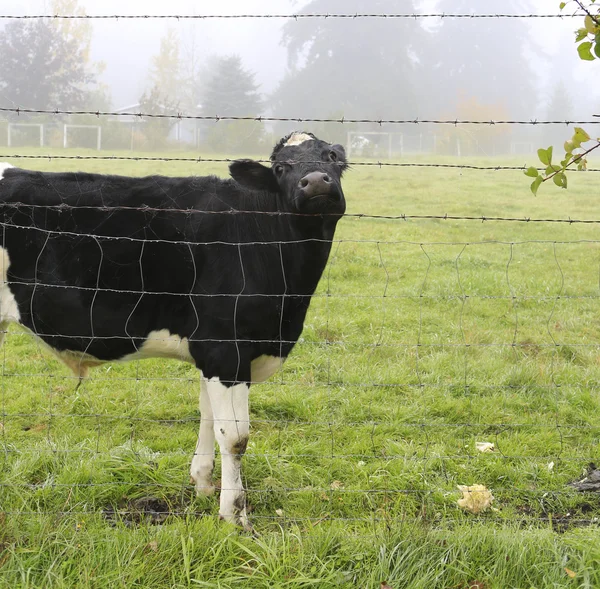 Cow posing for camera through the fence