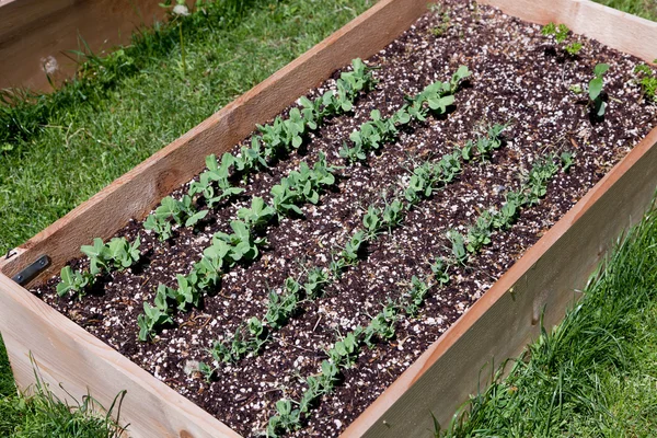 Pea Plants in Raised Bed