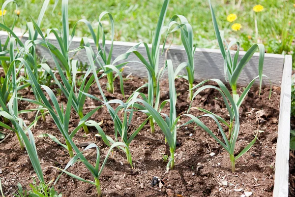 Raised Garden with Garlic