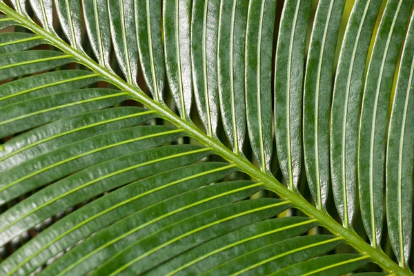 Diagonal Palm Leaf Section