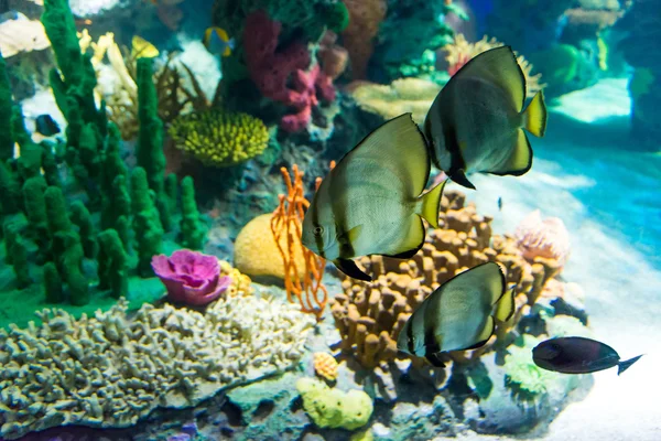 Scenes of the coral reef