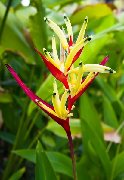 Heliconia flower with leaf