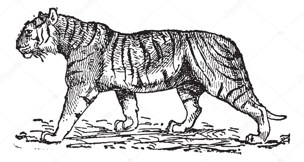 Tiger The Endangered Animal-Essay