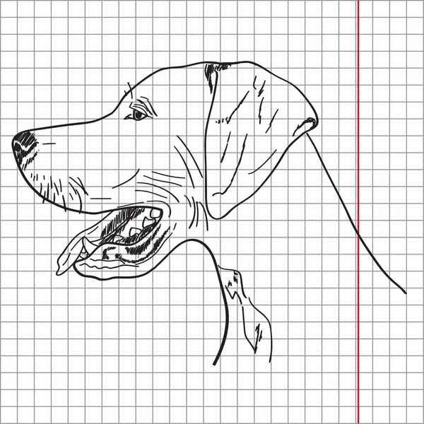 Drawing of a dog (English pointer), vector