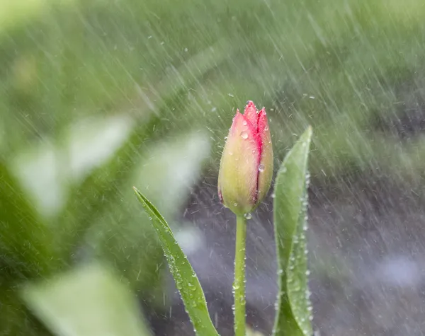 Single Flower in Spring Rain