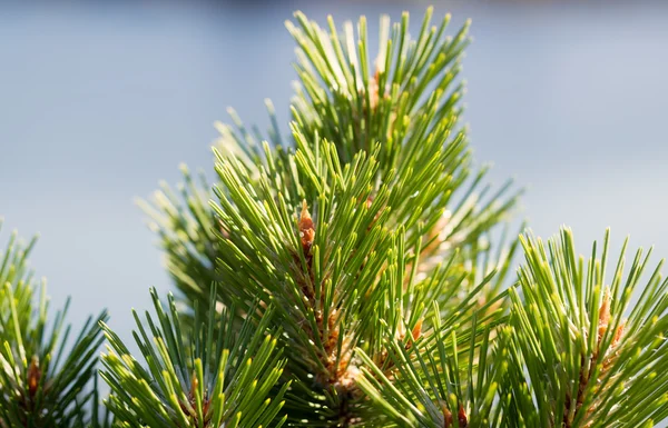 Young Pine Tree tops with blurred out blue ocean in background