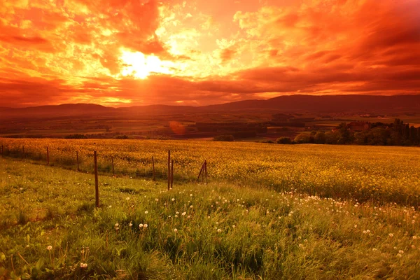 Green meadow under sunset sky with clouds