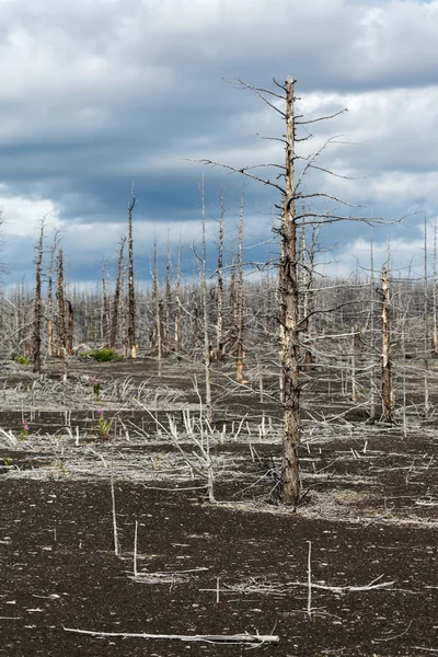 Lifeless desert landscape of Kamchatka: Dead wood