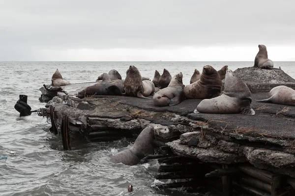 Steller Sea Lion rookery