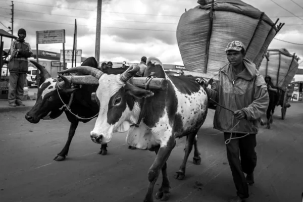 Rice farmer in town