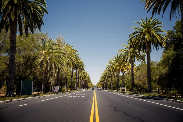 Palm Trees Road.