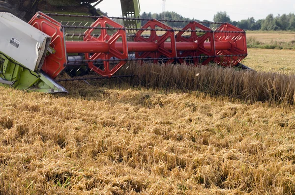 Closeup combine harvest wheat agriculture field