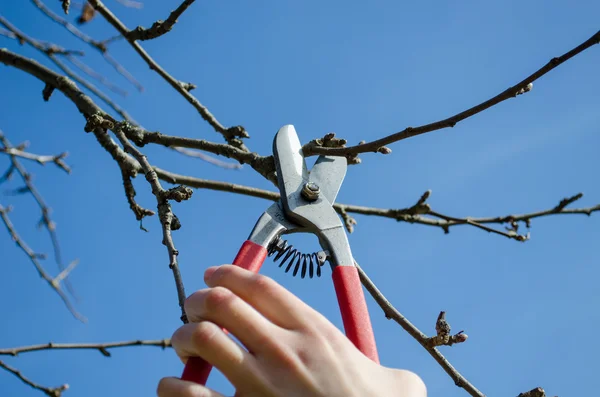 Woman hand trim tree twig clipper spring garden