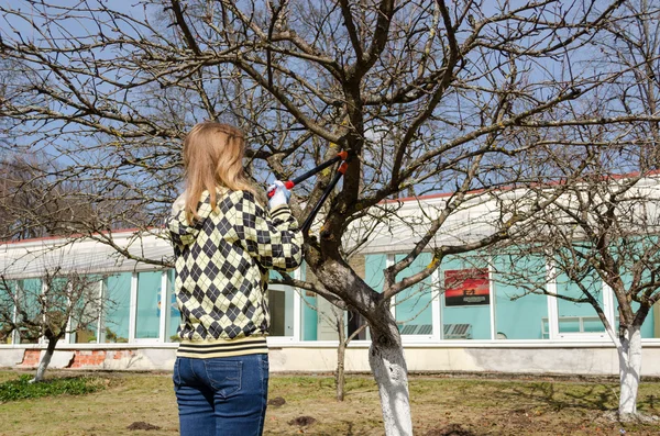 Woman cut fruit tree branch with garden secateur