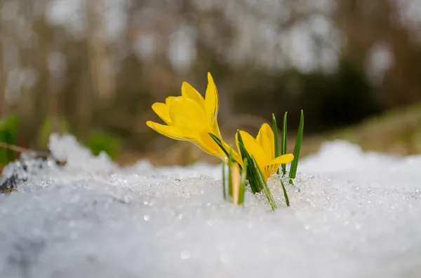 Delicate yellow crocuses rise up from snow in sun