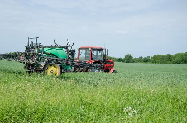 Tractor fertilizing wheat field in summer day