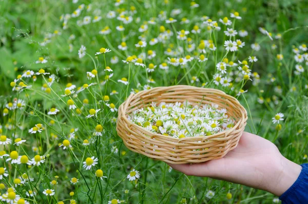Hand holding basket with chamomile herbs outdoor