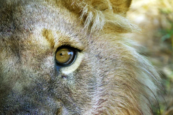 Macro of a lion's eye