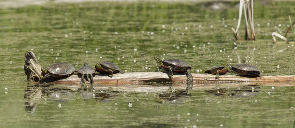 Painted turtles on a log.