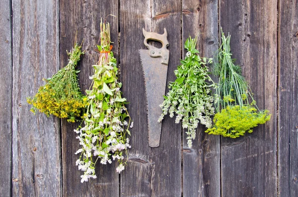 Various herbs bunches on wooden wall