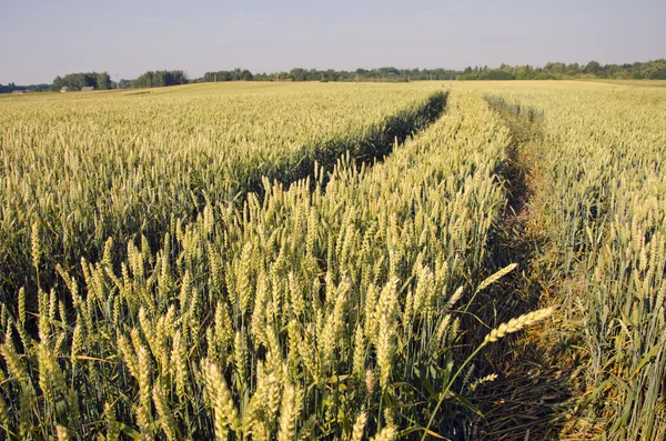 Midsummer wheat crop field
