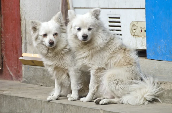 Two beautiful hairy dogs on Kathmandu street, Nepal