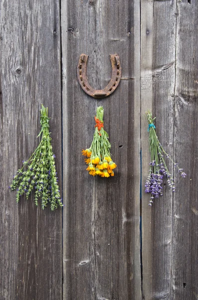 Fresh medical herbs lavender, marigold (calendula) and hyssop (Hyssopus officinalis) on wall