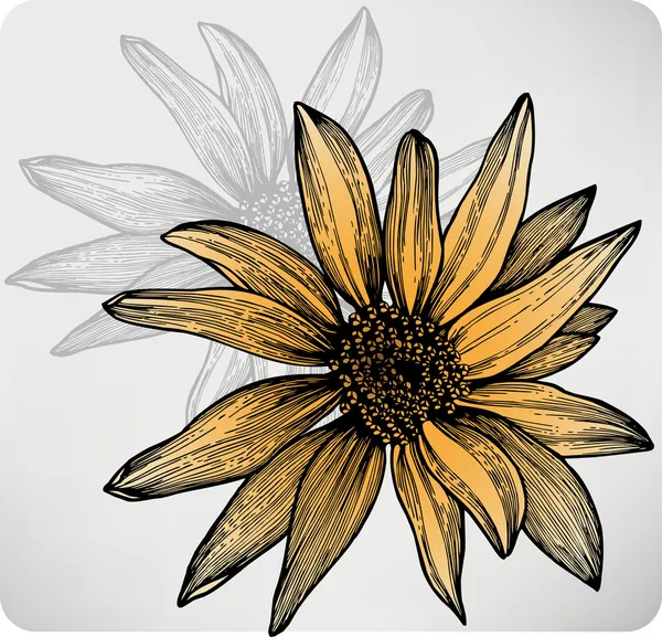 Flower sunflower, hand-drawing. Vector illustration.