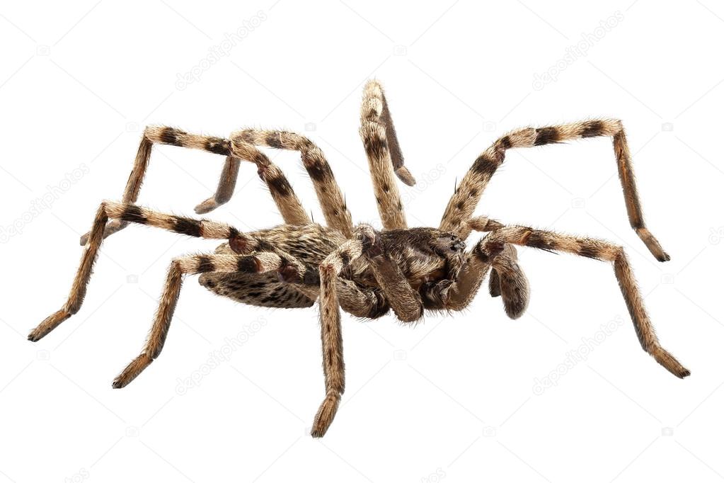 http://st.depositphotos.com/1047308/1889/i/950/depositphotos_18898353-Wolf-spider-lycosa-sp.jpg