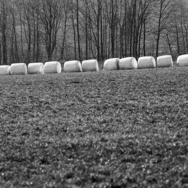 Bales of hay wrapped in white foil, black and white picture, spring, in a row row