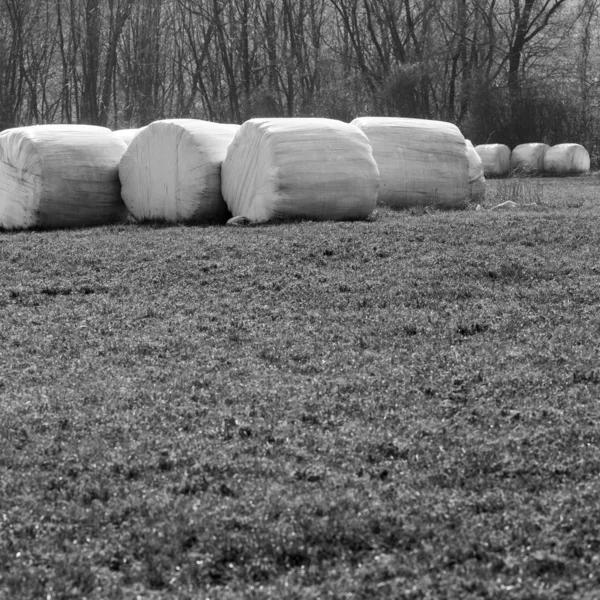 Bales of hay wrapped in white foil, black and white picture, spring, in a row row