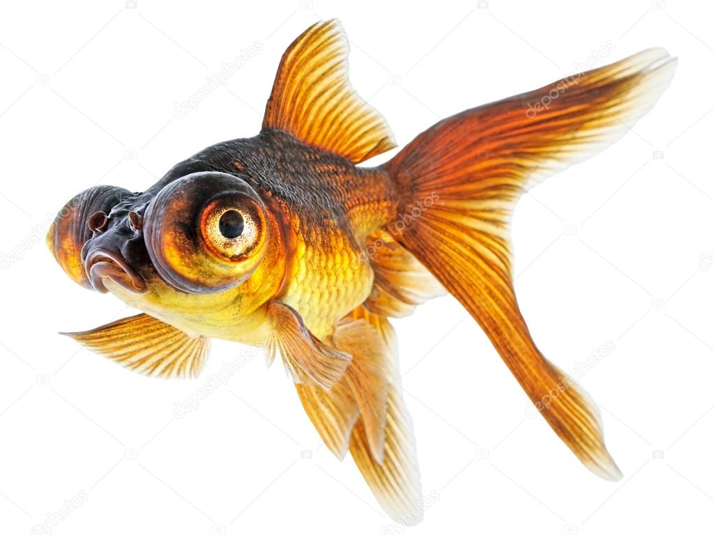 Telescope eye goldfish — Stock Photo © Vangert 36855271
