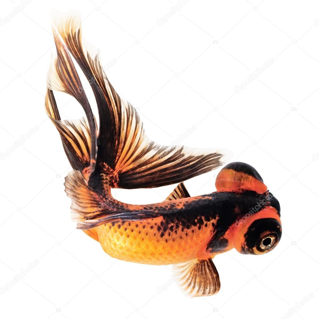 biggest telescope goldfish biggest telescope goldfish