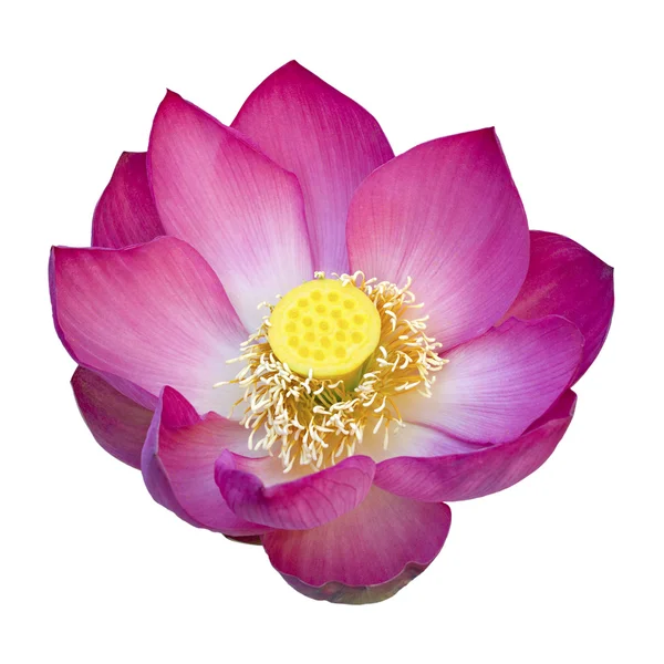 Indian lotus flower isolated on white background