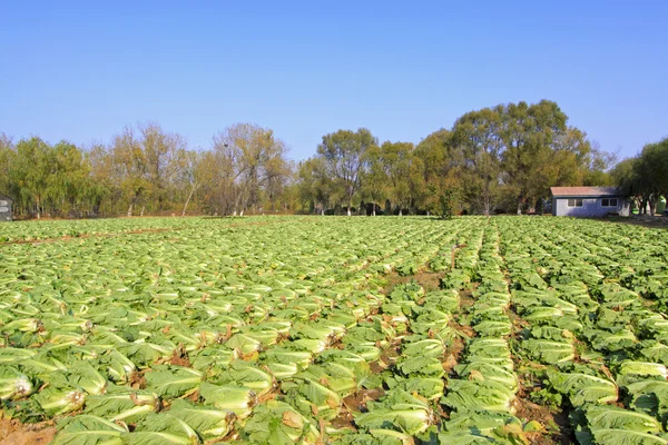 Being harvested Chinese cabbage in field