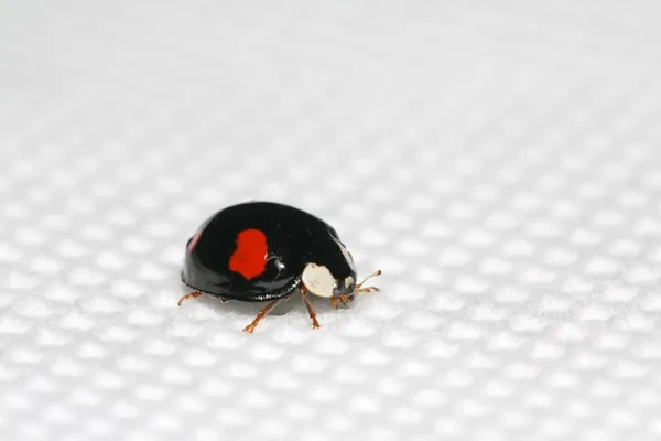 Lady beetles on the white background