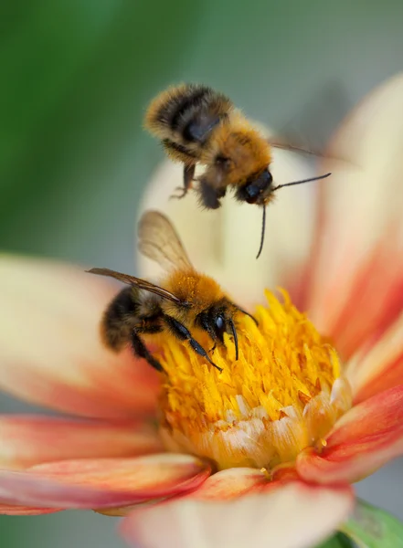 Two honey bees on dahlia flower