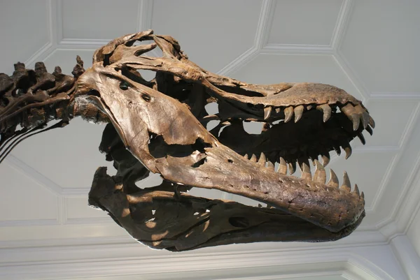 Tyrannosaurus Rex Skeleton